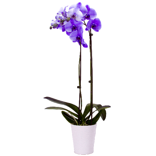 Cyma Orchids :: Orchid Phalaenopsis 5\